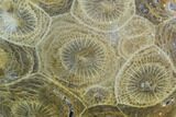 Polished Fossil Coral (Actinocyathus) - Morocco #100655-1